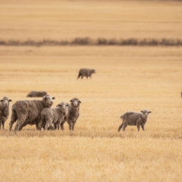 What is mulesing-free wool?