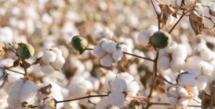 Is organic cotton better?